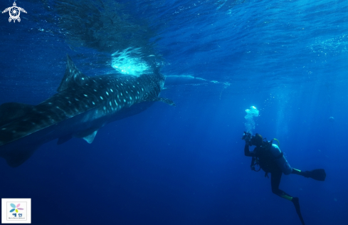 A Whaleshark