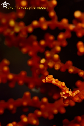 A Denise's Pygmy Seahorse