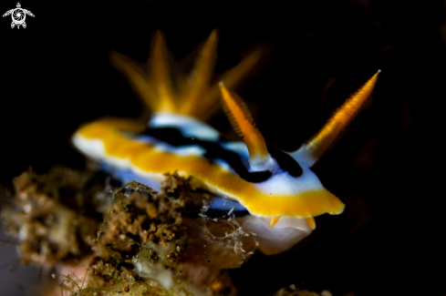 A Chromodoris cf. strigata | Chromodoris cf. strigata