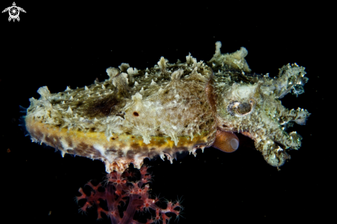 A Sepia latimanus | Cuttlefish