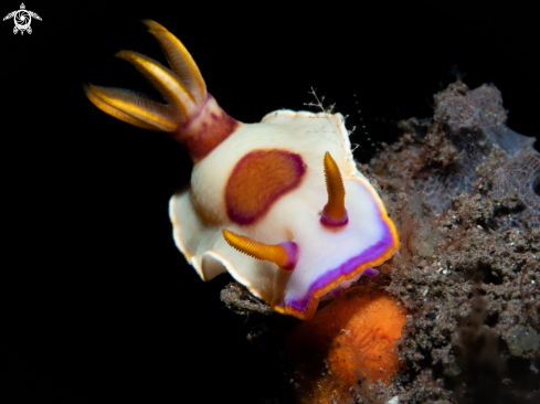 A Hypselodoris iba | Hypselodoris iba