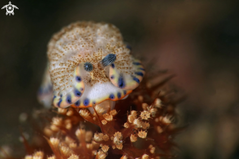 A Nudibranch Dermatobranchus caeruleomaculatus Gosliner & Fahey, 2011