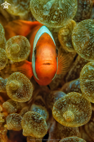 A Clownfish