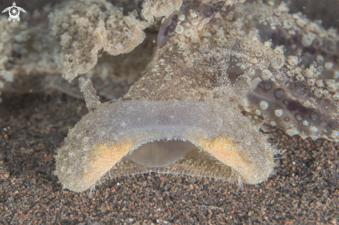 A Melibe viridis | Green Melibe Nudibranch