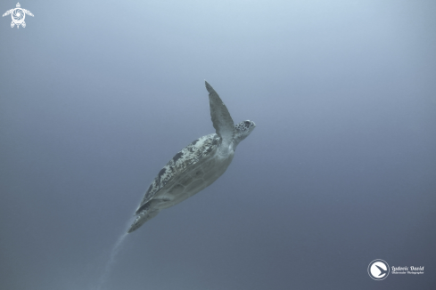 A Green Turtle