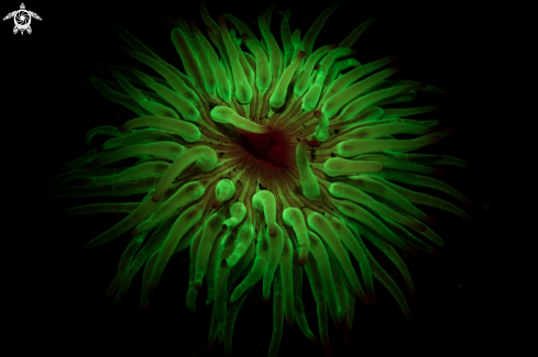 A Condylactis aurantiaca | Golden Anemone