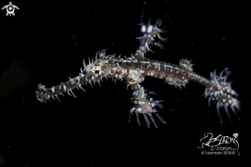 A Ghost Pipe Fish 