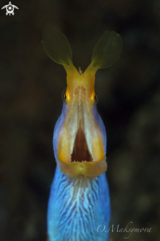 A Ribbon eel (Rhinomuraena quaesita)  Male phase