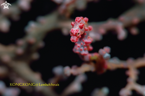 A Pygme Seahorse and Parasite