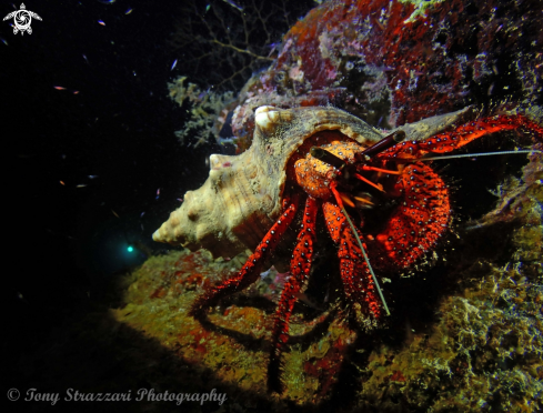 A White spotted hermit crab