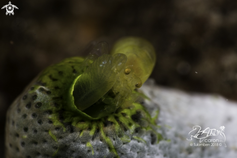 A Tunicate Shrimp 