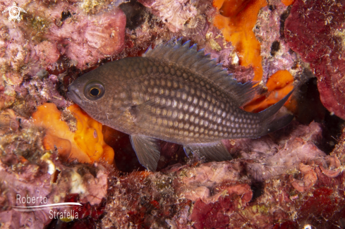 A Chromis chromis | Castagnola (Chromis chromis)