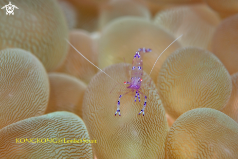 A Bubble Coral Shrimp