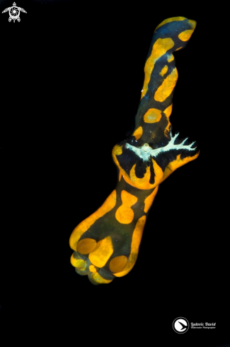 A Gabriela's Tambja Nudibranch