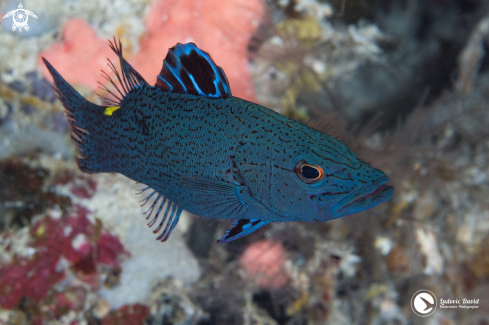 A Belonoperca chabanaudi | Arrowhead Soapfish