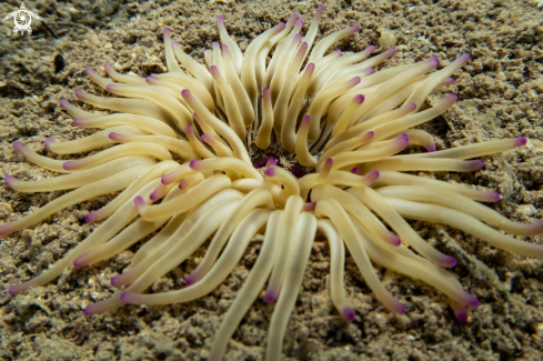 A Condylactis aurantiaca | Golden Anemone