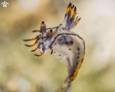 A Polycera sp. | Polycera sp.