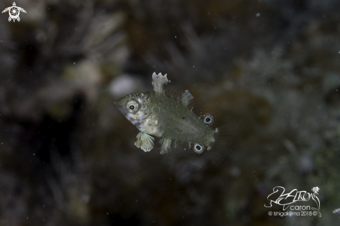 A Juvenile Wrasse