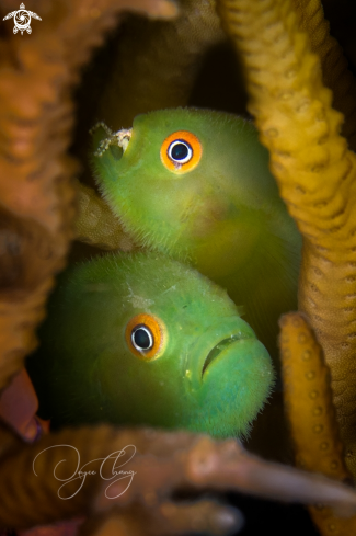 A Bearded Gobies