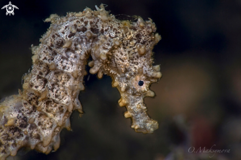 A Seahorse