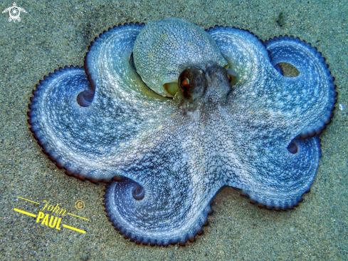 A Octopus vulgaris | poulpe