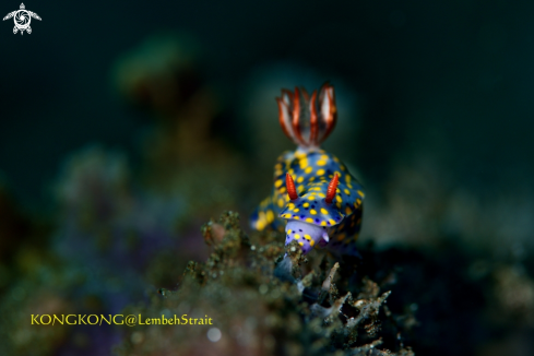 A Nudibranch