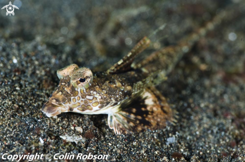 A reef fish