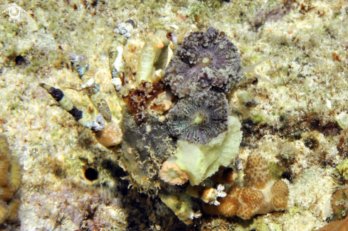 A Decorator crab