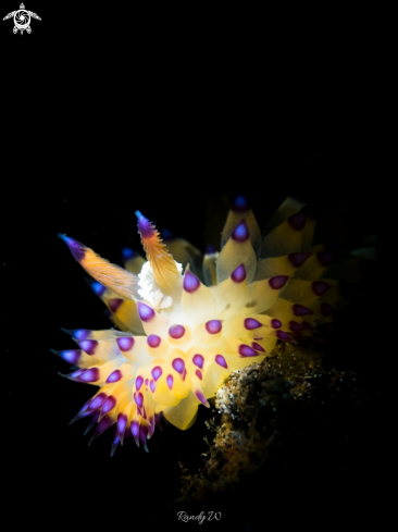 A Janolus Savinkini | Nudibranch