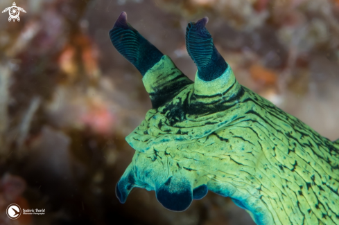 A Nembrotha milleri | Miller's Nembrotha Nudibranch