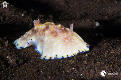 A Goniobranchus Nudibranch