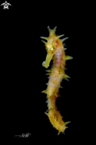 A Sea Horse