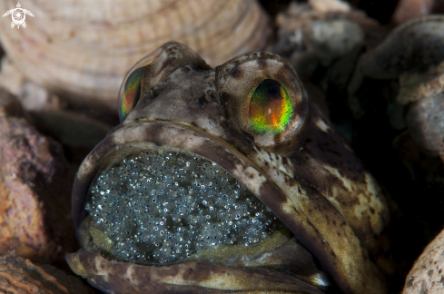 A Jawfish