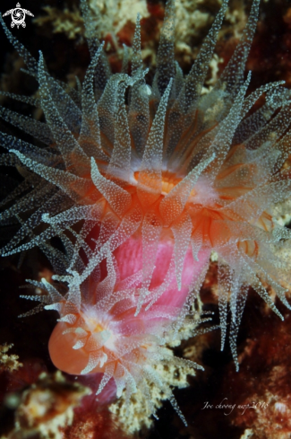 A Sea sunflower coral