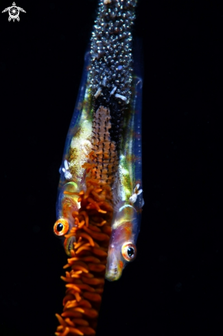 A Gobies & eggs & parasite