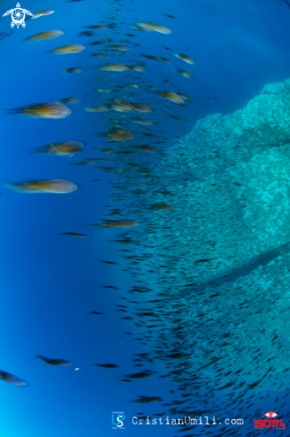 A Chromis chromis