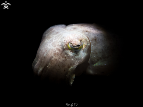 A Cuttlefish