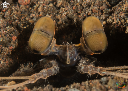 A Spearing mantis shrimp