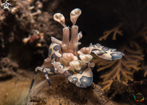 A Harlequin shrimp