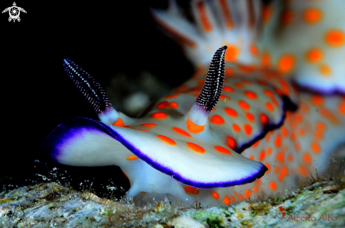 A Nudibranqueo