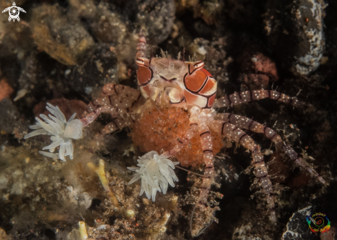 A Mosaic boxer crab