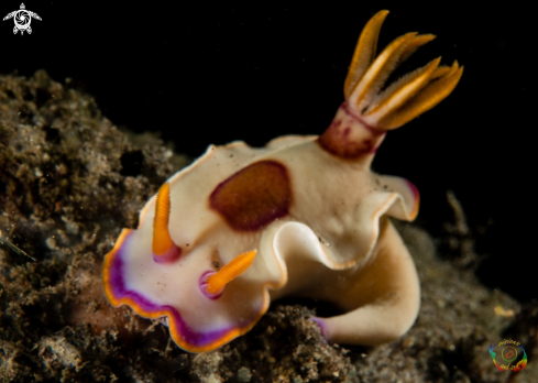 A Hypselodoris sp. 5, NSSI