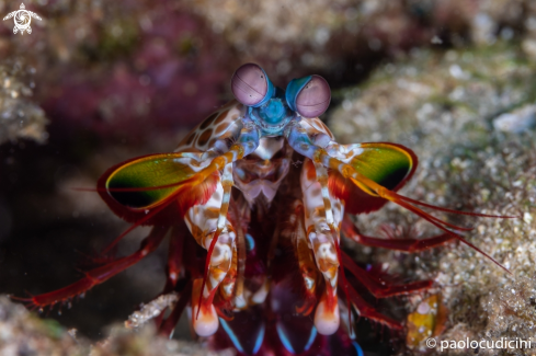 A Odontodactylus scyllarus | Peacock Mantis Shrimp