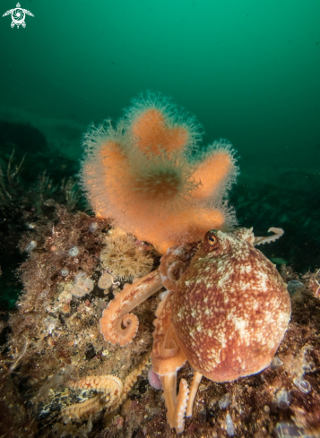 A Curled octopus