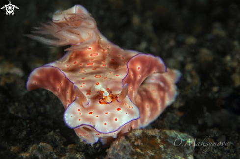 A Ceratosoma trilobatum nudibranch and Emperor shrimp (Zenopontonia rex)