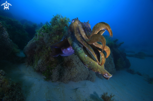 A Cuttlefish