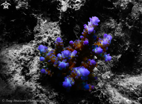 A Staghorn coral