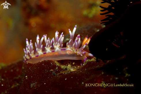 A Nudibranch