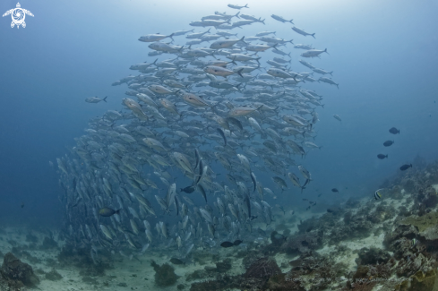 A Bigeye Trevally, Jack's