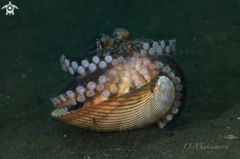 A Coconut octopus 